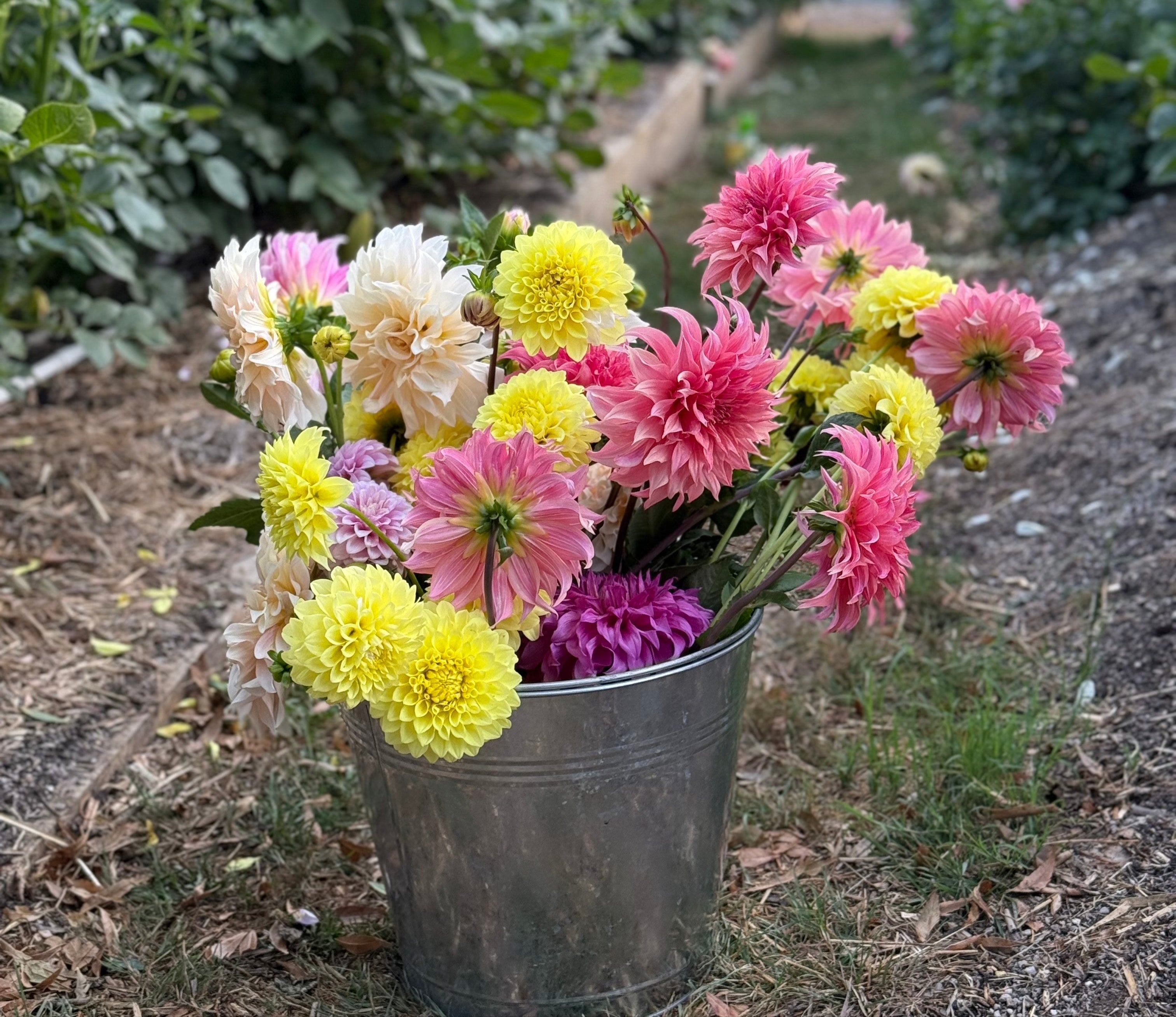 Dahlia Cut Flowers