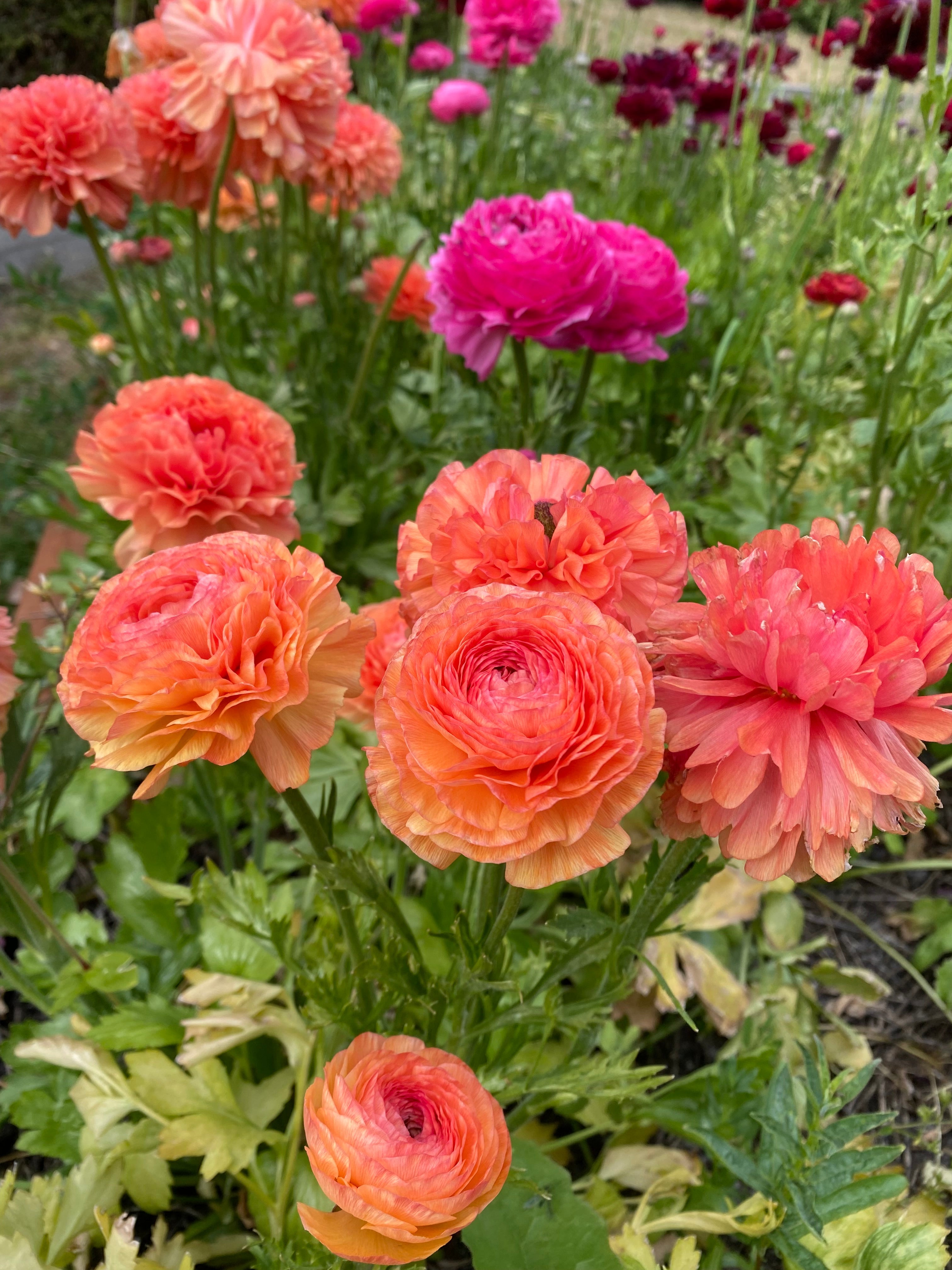 Ranunculus Corms