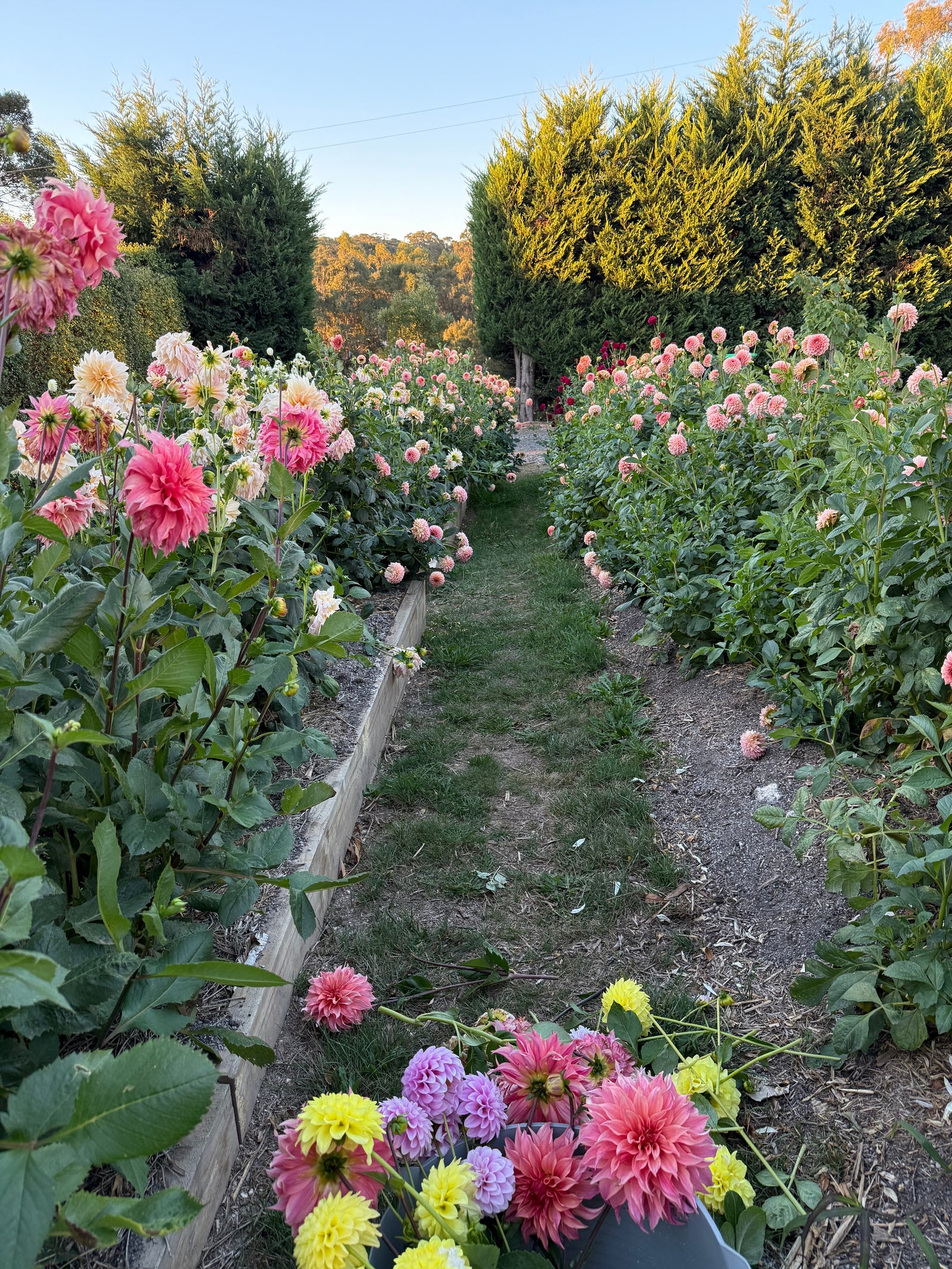 All Our Blooms – flowers from our garden