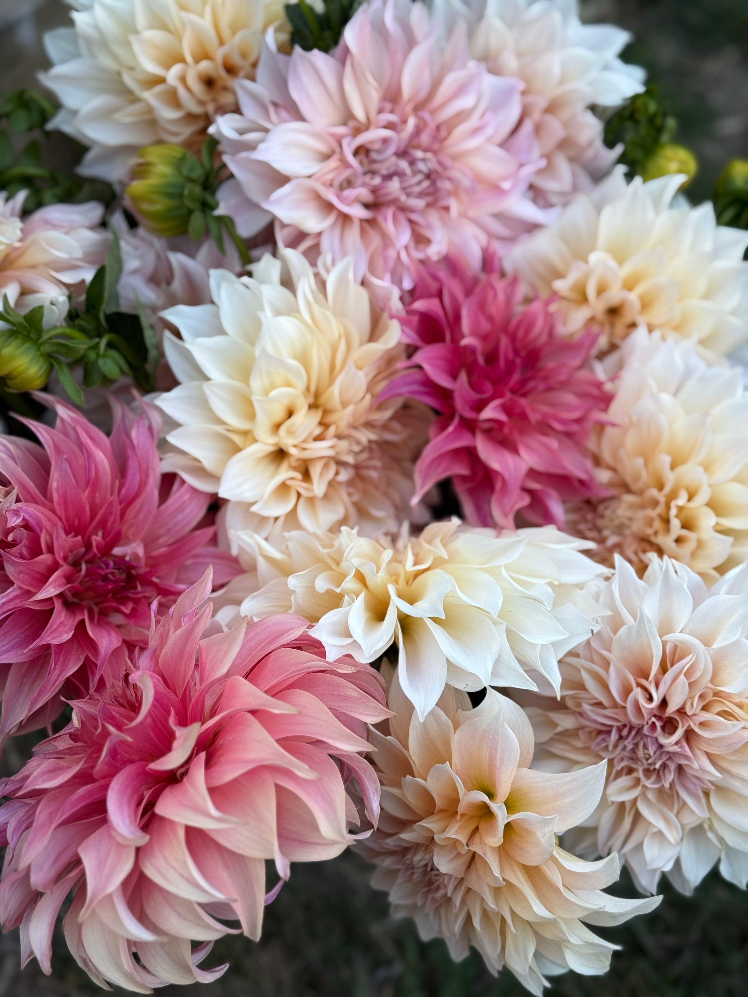 Dahlias