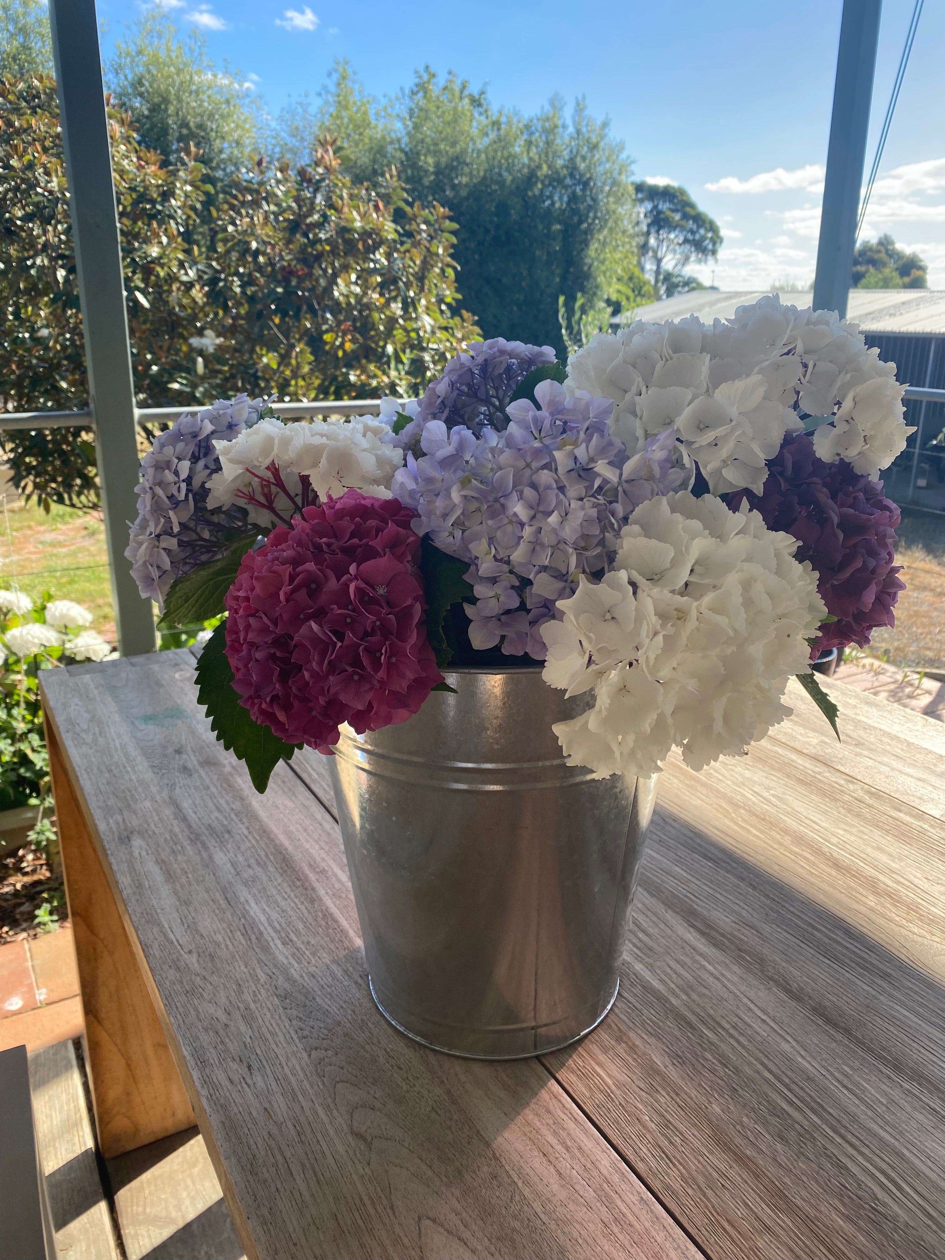 Hydrangea
