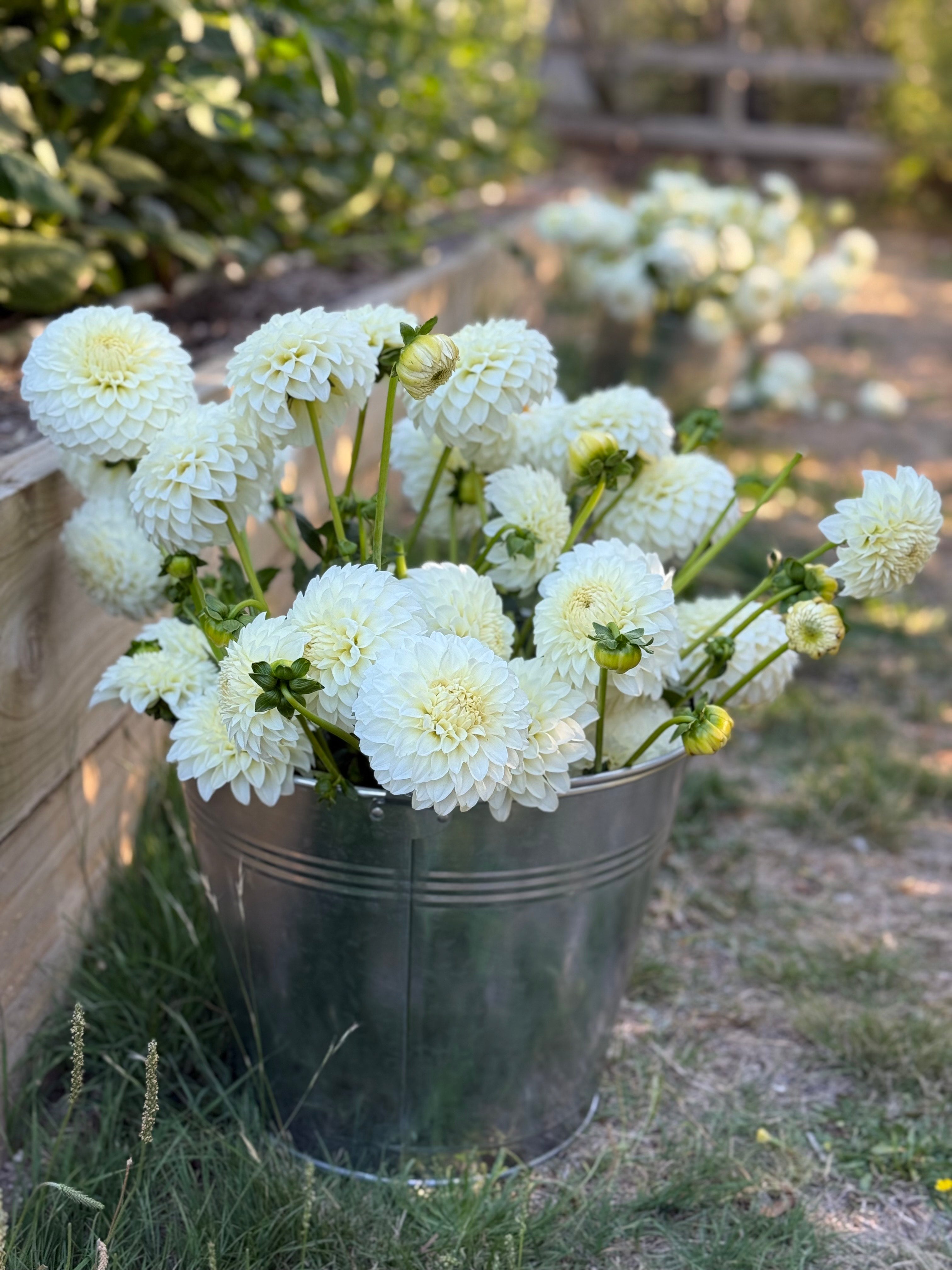 Dahlia Bucket