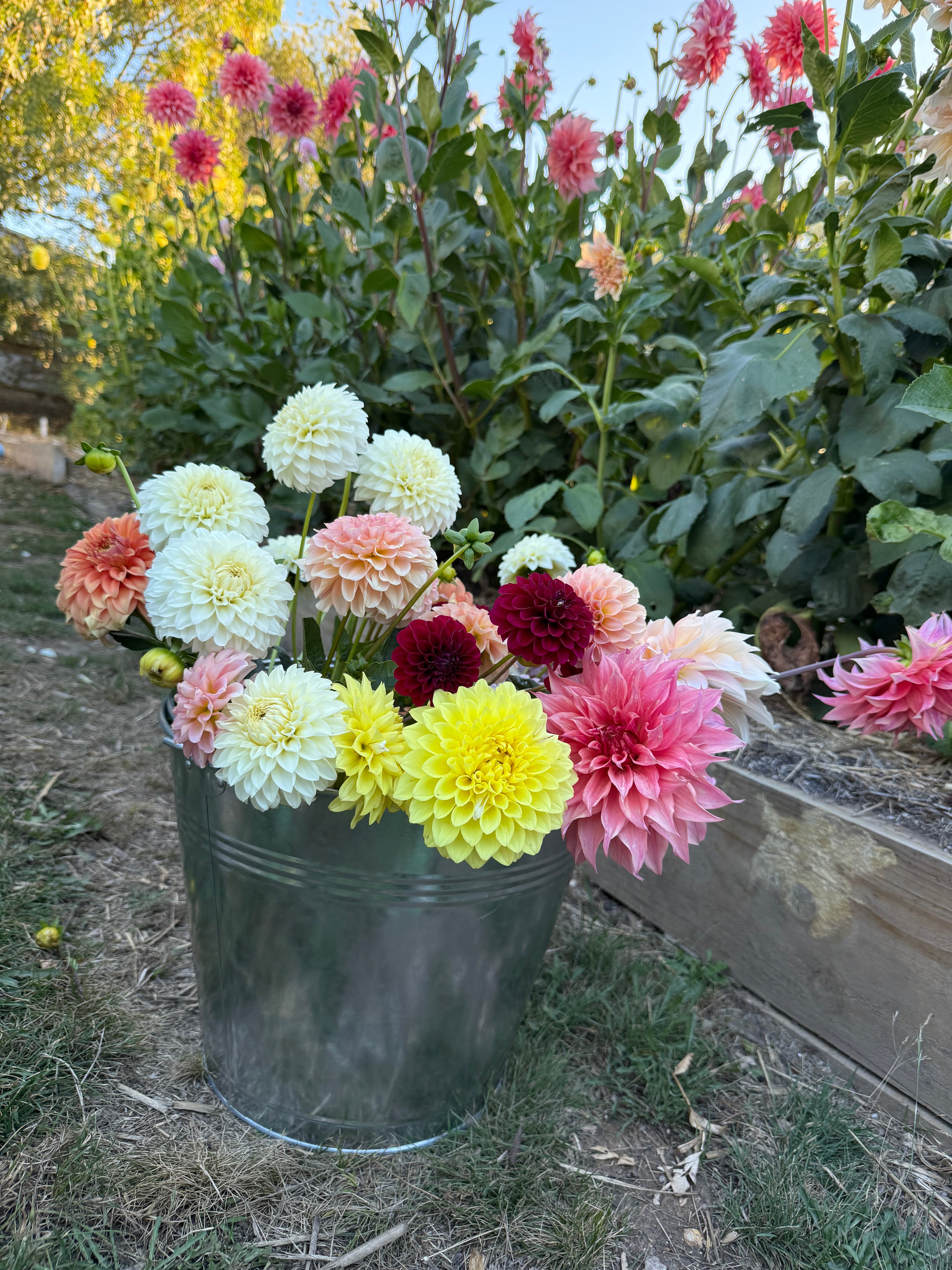 Dahlia Bucket
