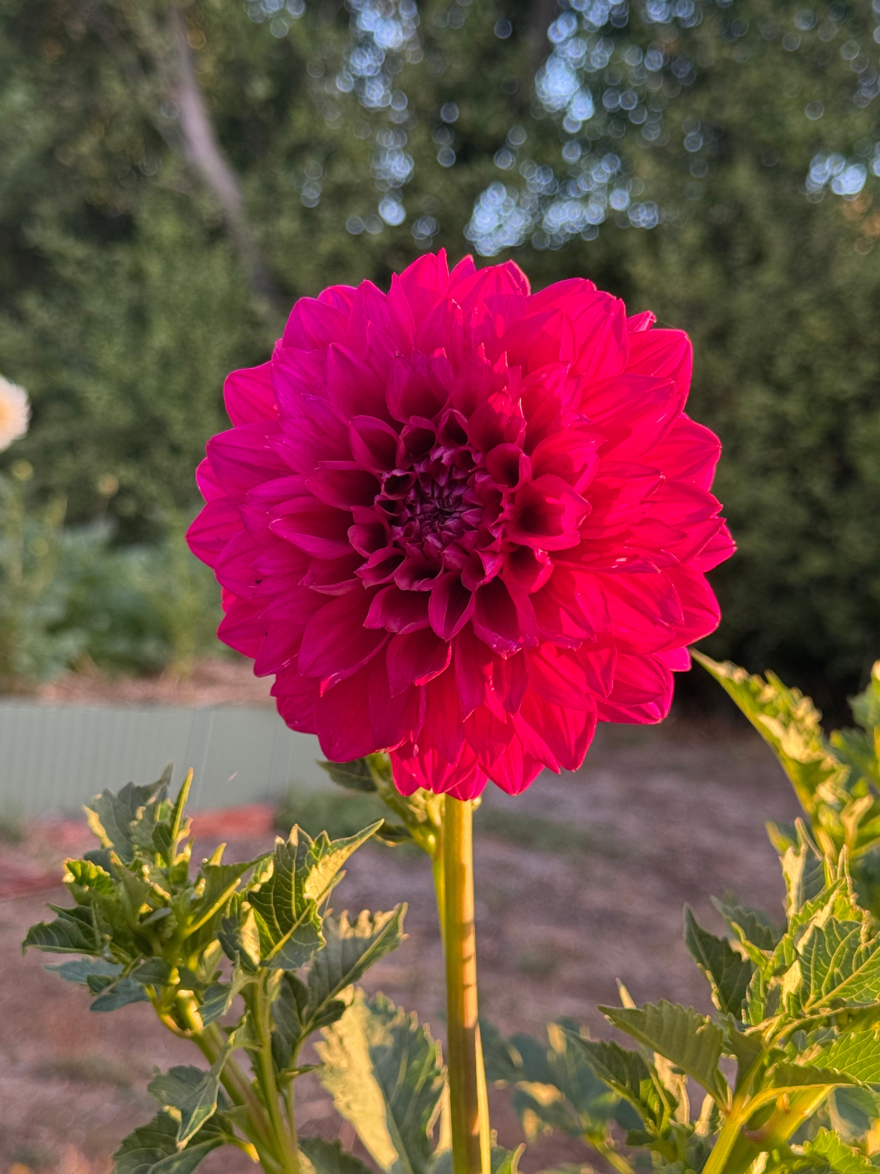 Devon Regal