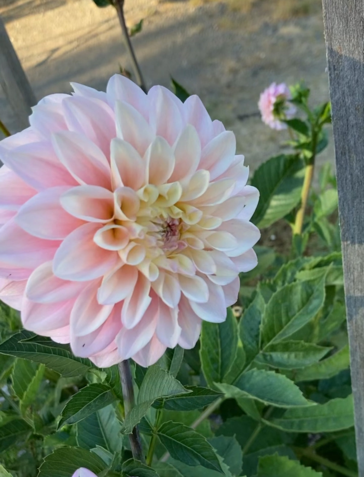 Florelie Pirouette