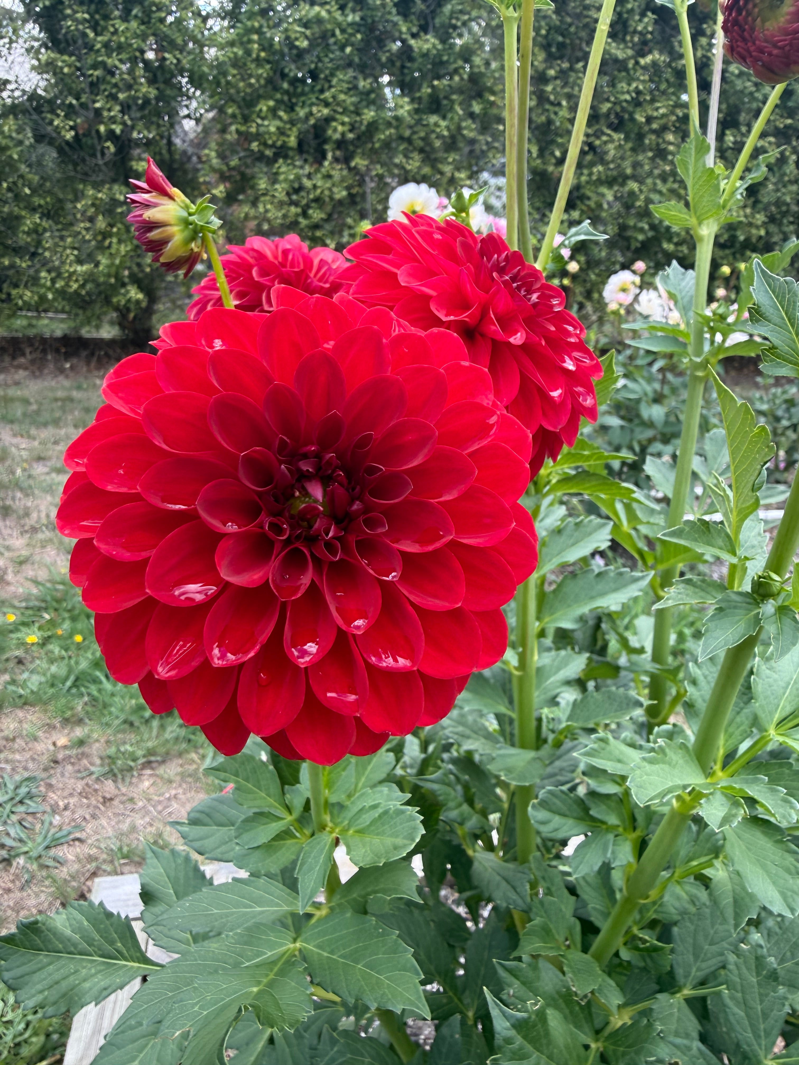 Giant Red