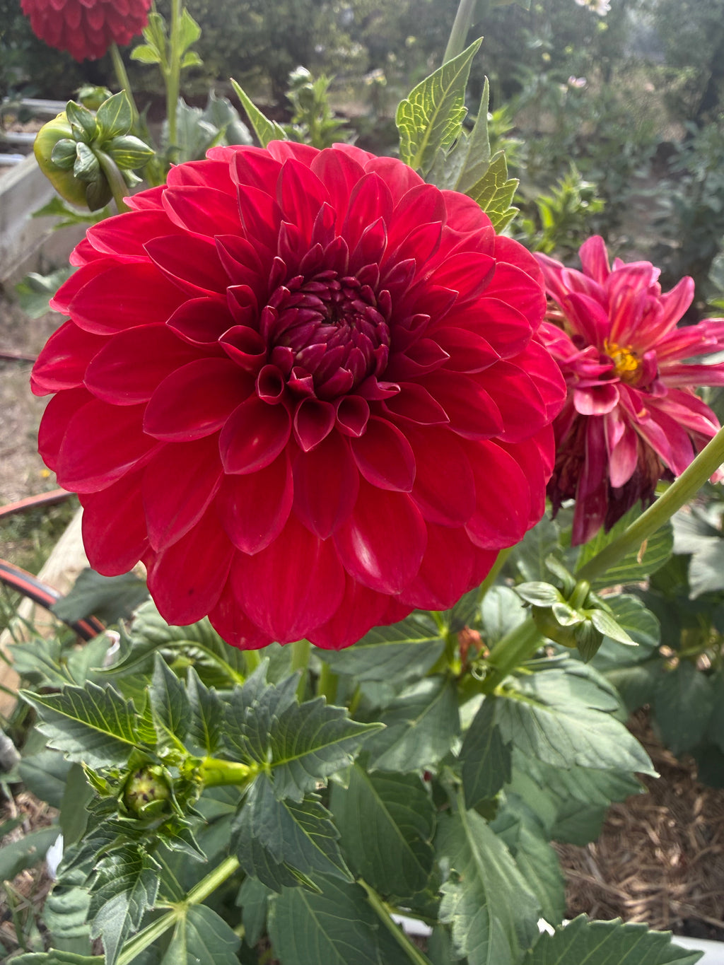 Giant Red