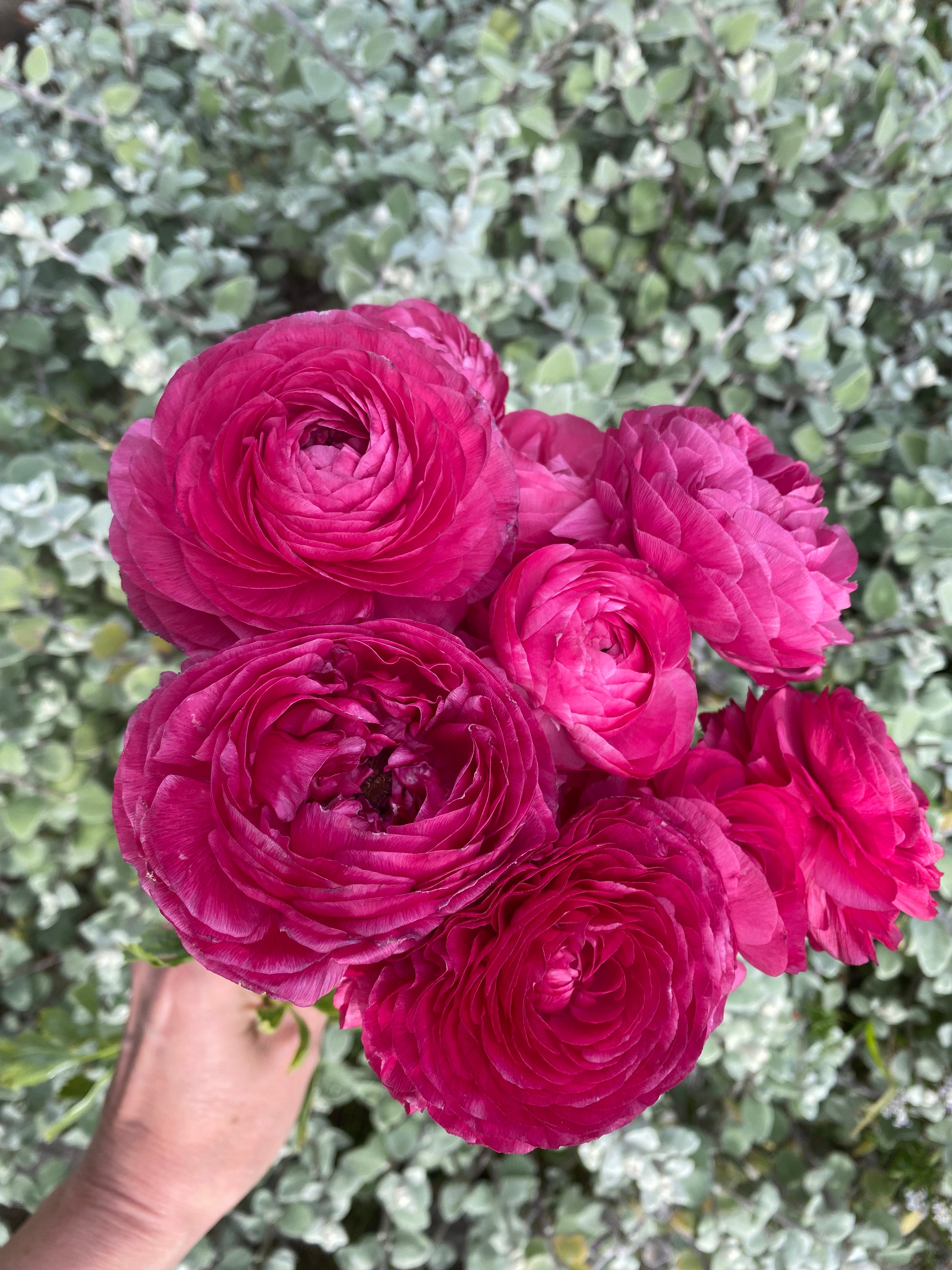 Ranunculus Corms- Hot Pink