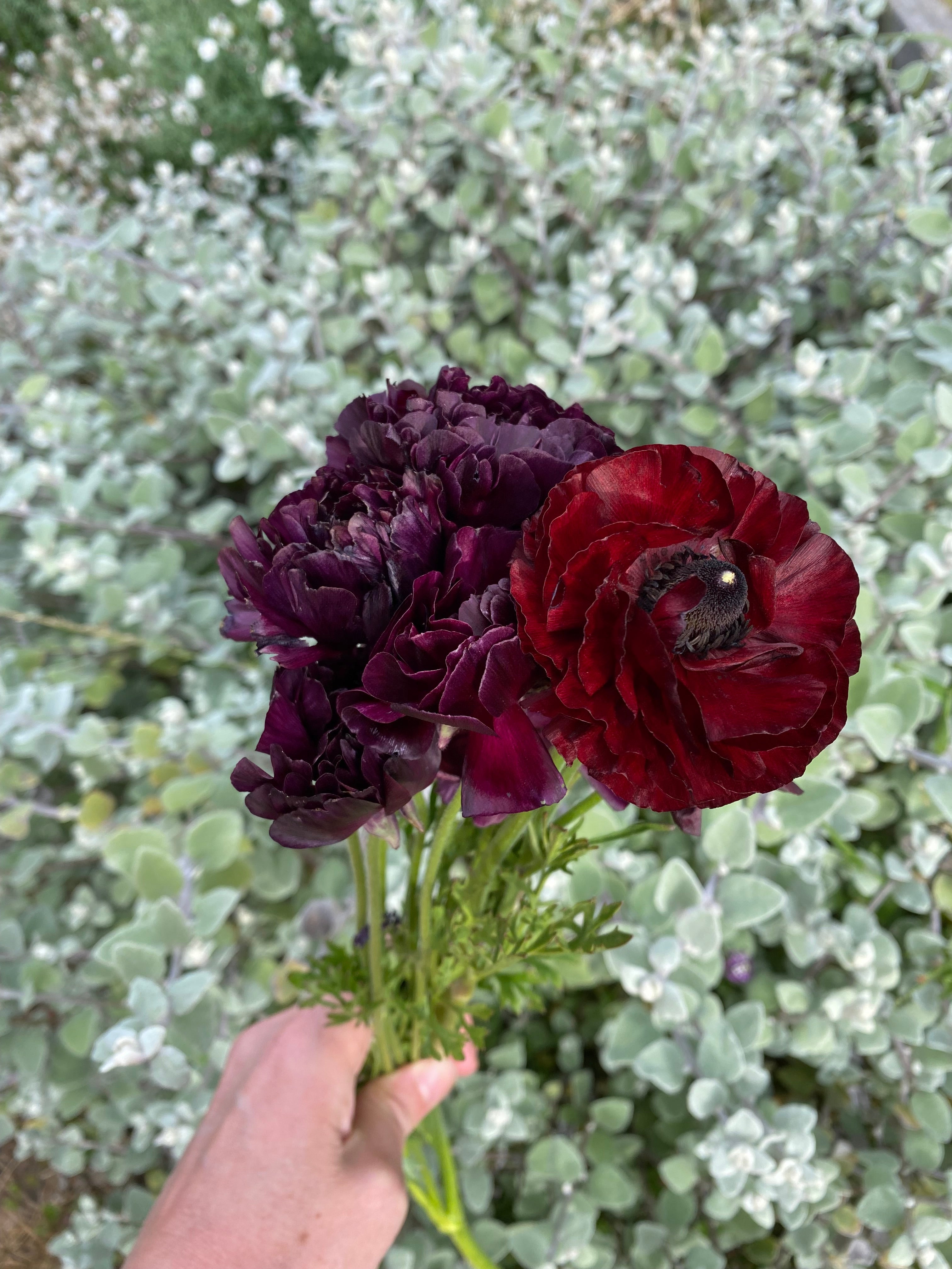 Ranunculus Corms - Purple/ Deep Red