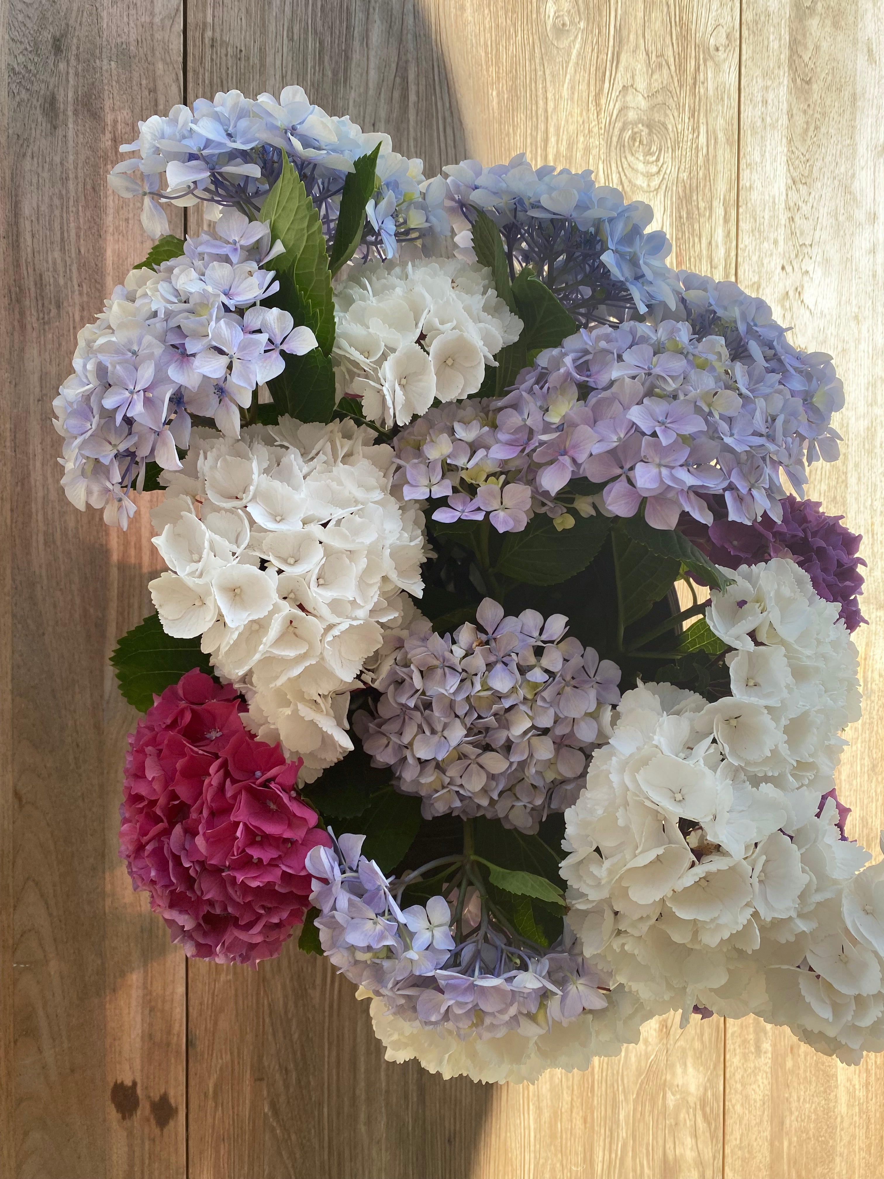 Hydrangea Fresh Flowers