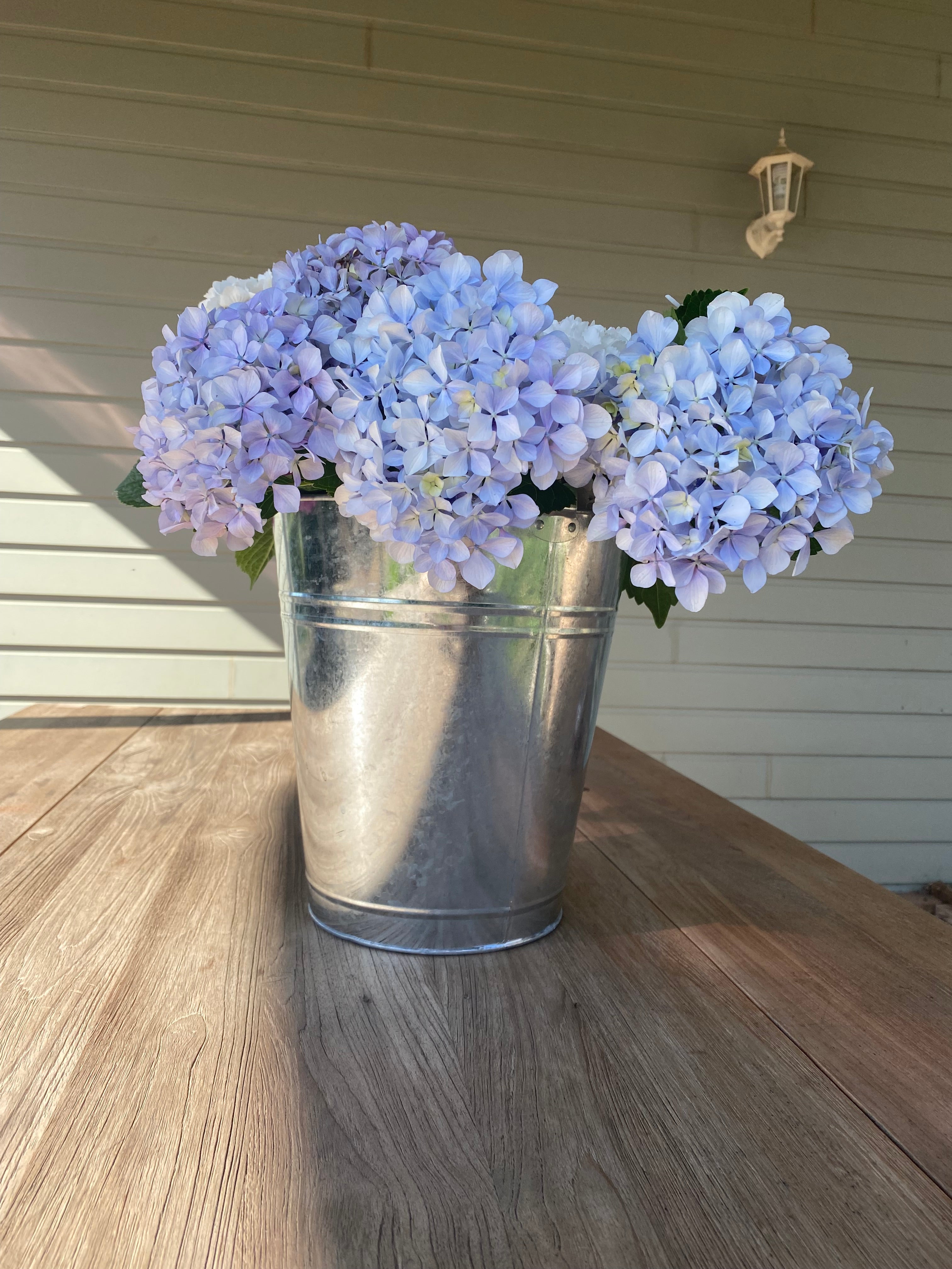 Hydrangea Fresh Flowers
