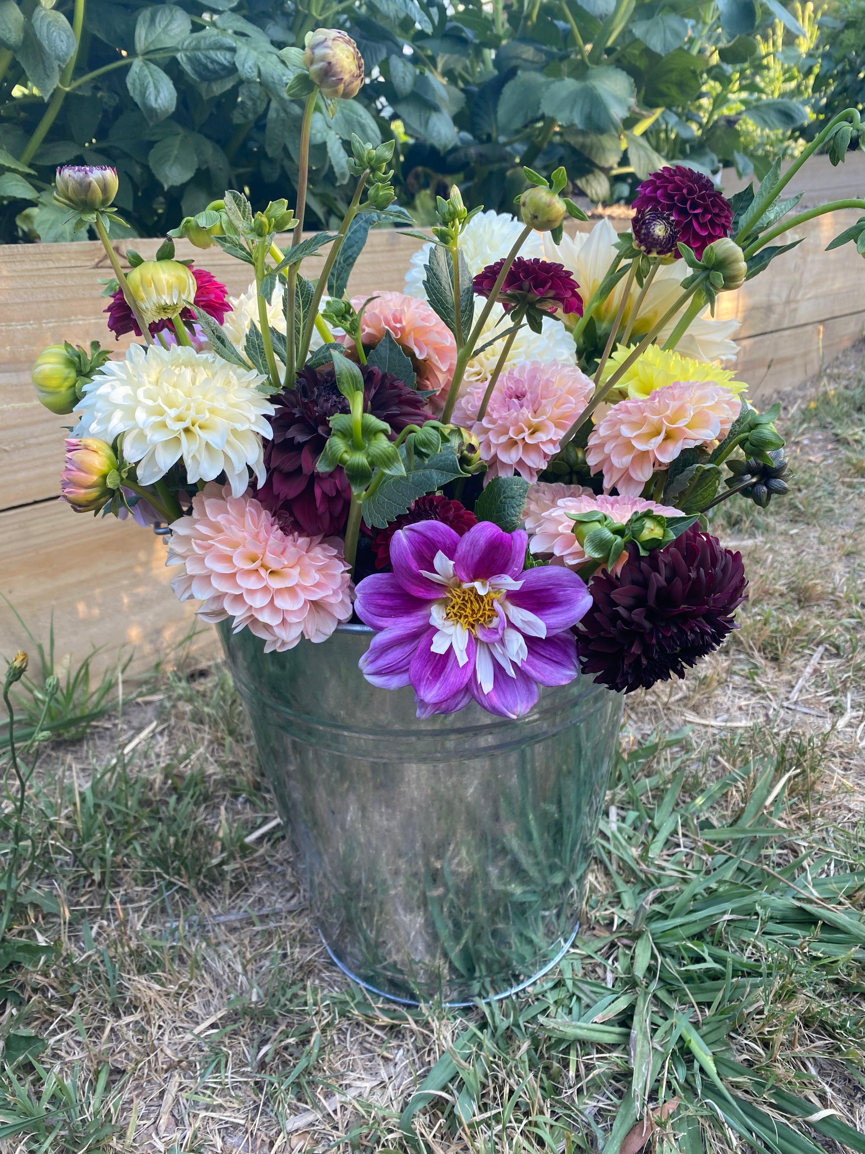 Dahlia Bucket