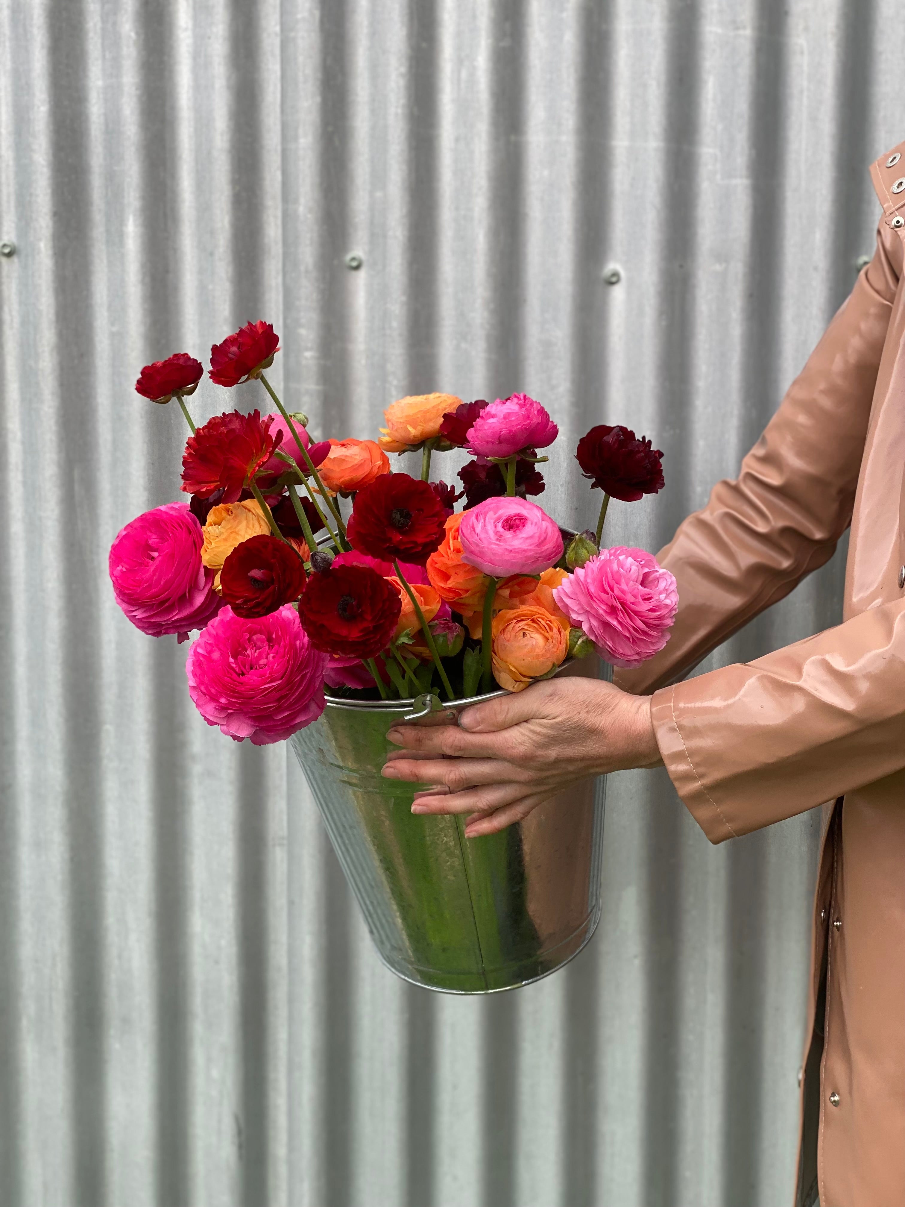 Ranunculi Fresh Flowers