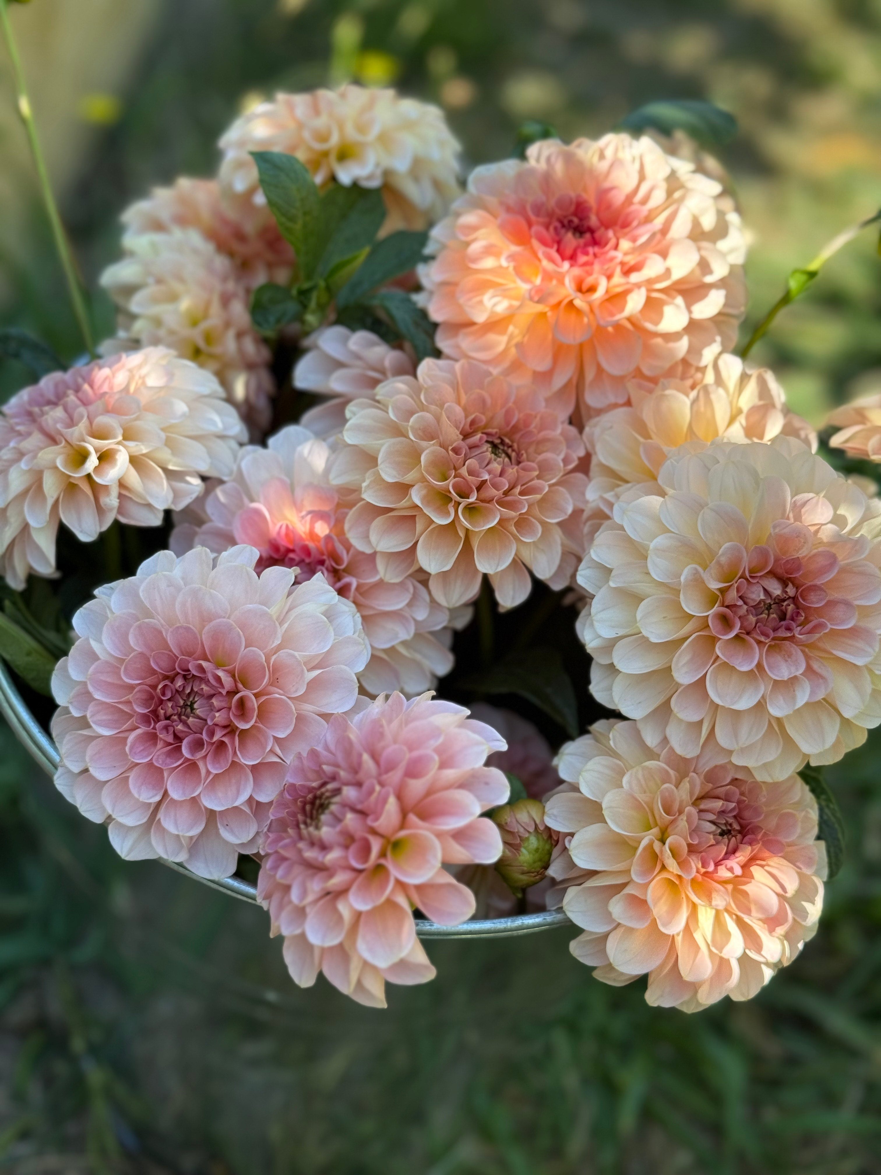 Dahlia Bucket