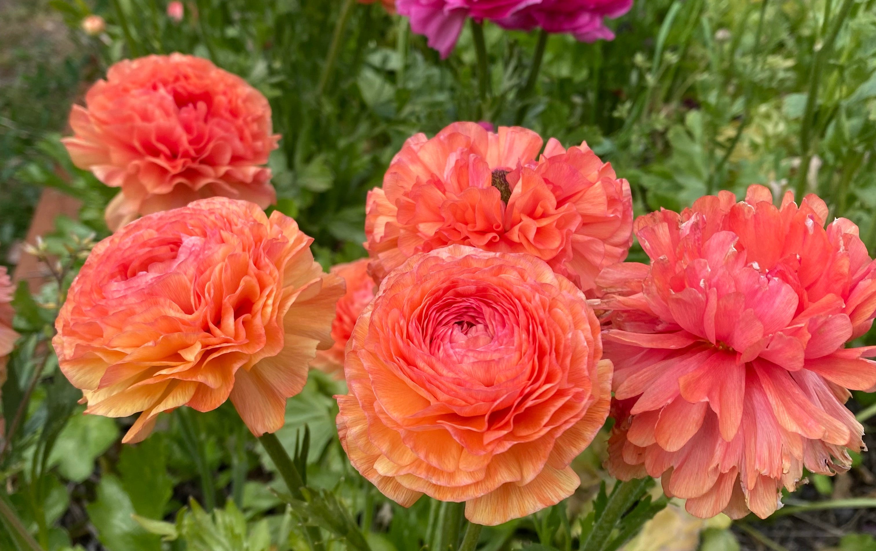 Ranunculus Corms - Salmon