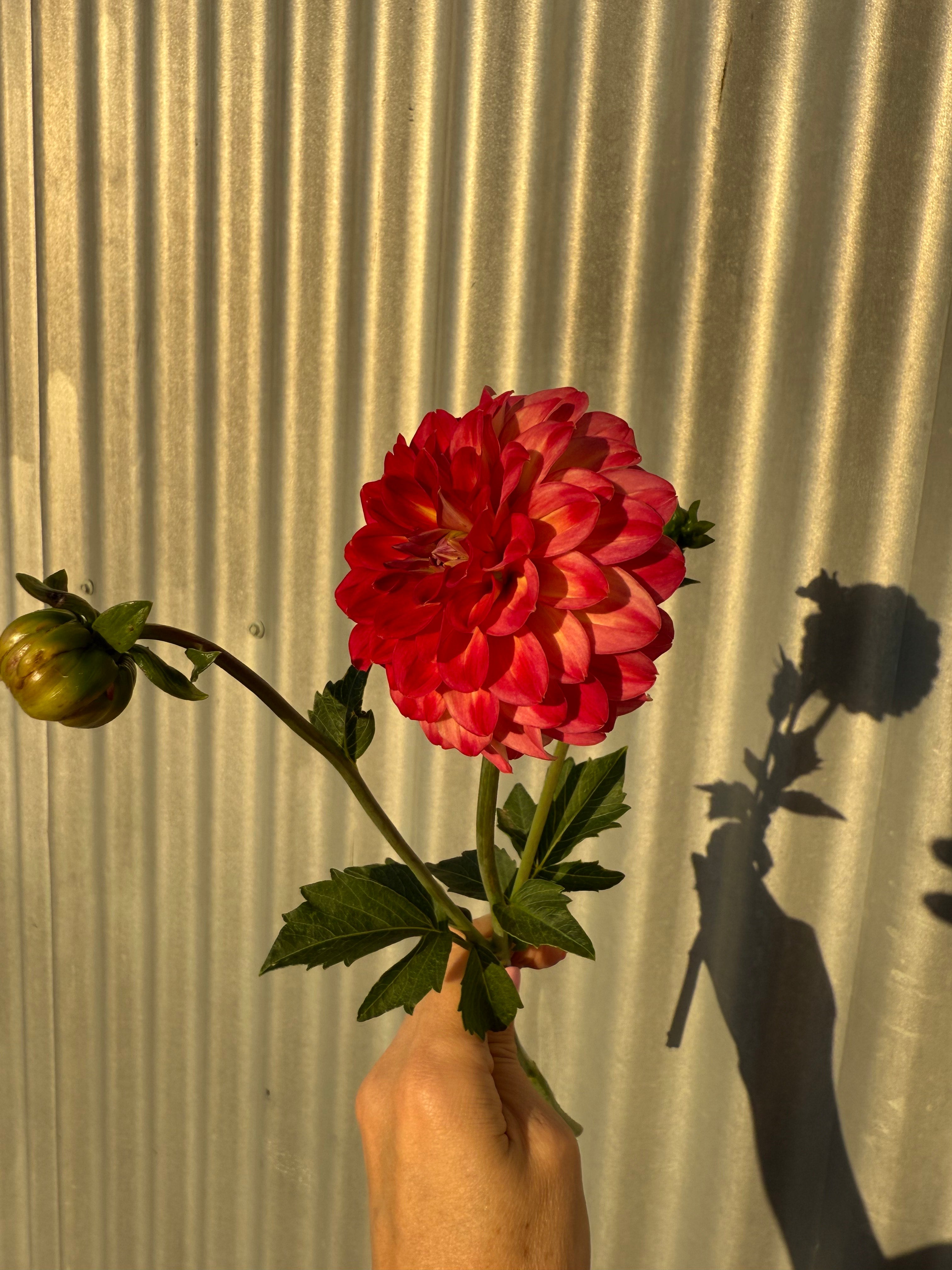Willow Donna's Love